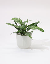 نبته اجلونيما ماريا حوض بلاستيك مخطط باللون الابيض